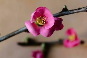 rosa japansk kvitten blomma och gren, chaenomeles japonica, malus floribunda foto