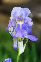 skön blå och lila iris blomma på vår och sommartid foto