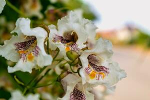 catalpa träd med blommor och löv, catalpa bignonioides, catalpa speciosa eller cigarr träd foto