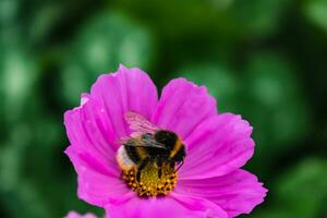 humla på en rosa kosmos blomma samlar pollen, bombus foto