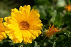 skön gul calendula officinalis blomma stänga upp i en trädgård på en grön bakgrund foto