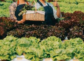 jordbrukare odla friska näring organisk sallad grönsaker i hydroponiska jordbruksnäringen odla. foto
