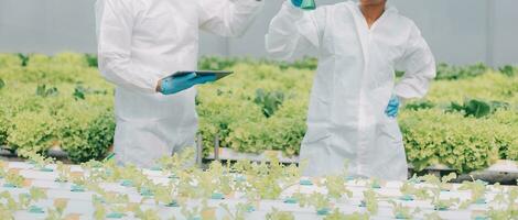 två asiatisk jordbrukare inspekterande de kvalitet av organisk grönsaker vuxen använder sig av hydroponics. foto