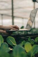 asiatisk kvinna jordbrukare använder sig av digital läsplatta i vegetabiliska trädgård på växthus, företag lantbruk teknologi begrepp, kvalitet smart jordbrukare. foto