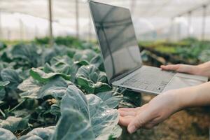 asiatisk kvinna jordbrukare använder sig av digital läsplatta i vegetabiliska trädgård på växthus, företag lantbruk teknologi begrepp, kvalitet smart jordbrukare. foto