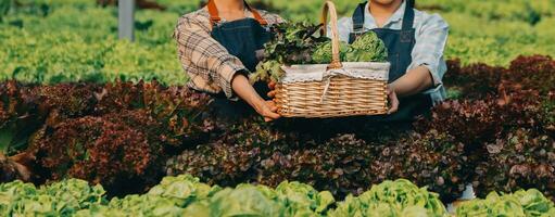 kvinna trädgårdsmästare inspekterar kvalitet av grön ek sallad i växthus trädgårdsarbete. kvinna asiatisk hortikultur jordbrukare odla friska näring organisk sallad grönsaker i hydroponiska jordbruksnäringen odla. foto