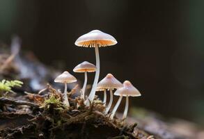 ai genererad hemimycena arter mairei. ai genererad. foto