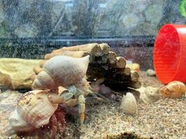 en se av en eremit krabba foto