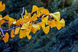 gingko träd i höst. gul löv på träd grenar mot de himmel. förändra av säsong i natur foto