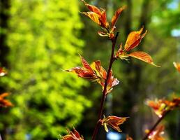 sakura eller prunus serrulata i tidigt vår. ung skjuter och blommor. foto