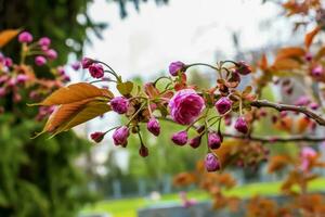 sakura eller prunus serrulata i tidigt vår. ung skjuter och blommor. foto