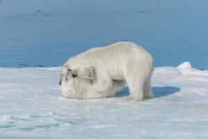 två unga vilda isbjörnungar som leker på packis i ishavet, norr om svalbard foto