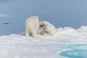 två unga vilda isbjörnungar som leker på packis i ishavet, norr om svalbard foto