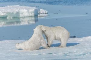 två unga vilda isbjörnungar som leker på packis i ishavet, norr om svalbard foto