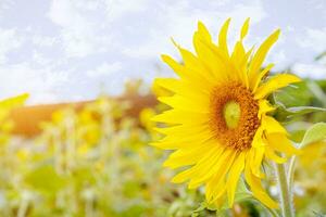 närbild och sida se av solros på suddigt fält blommor med Sol blossa och blå himmel bakgrund. foto