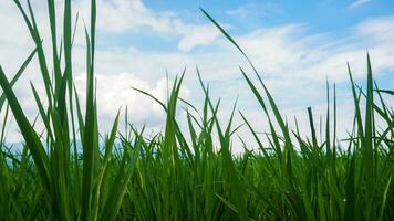 vidd av grön ris fält foto