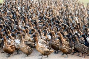 flock ankor som går på grusväg i plantage foto