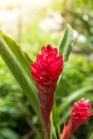 skön tropisk röd ingefära blomma på isolera vit bakgrund foto