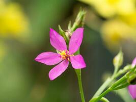 rosa blomma av talinum paniculatum växt. foto