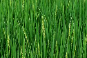 färsk grön ris växter i de fält. foto