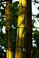 stänga upp gul bambu träd. foto