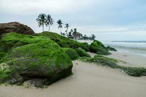 grön alger på stenar på de strand. foto