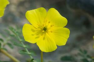 gul blommor av tribulus terrestris växt. foto