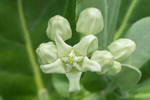 vit krona blommor på träd. foto