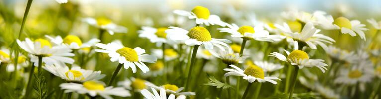 ai genererad kamomill blomma för en baner. generativ ai foto