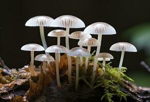 ai genererad hemimycena arter mairei. ai genererad. foto