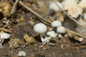 en grupp av giftig svamp i de skog. foto