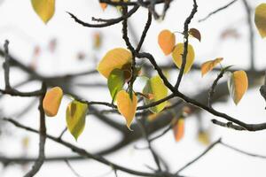 ny löv av bodhi träd. foto