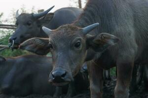 de vatten buffel eller inhemsk asiatisk vatten. foto