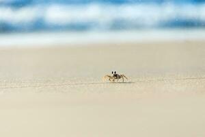 spöke krabba löpning på de strand foto