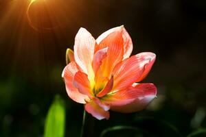 orange amaryllis blomma med ljus i de natur. foto