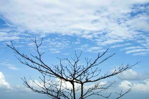 död- träd grenar med blå himmel och moln. foto