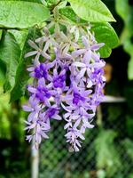 petrea blommor på de träd. foto