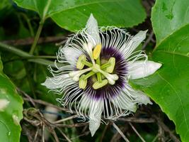 stänga upp jamaica kaprifol, passionen frukt, gul granadilla blomma. foto