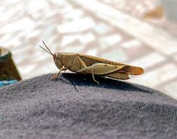 närbild Foto av en brun gräshoppa Sammanträde på en ljusa trasa i solljus.selektiv fokus