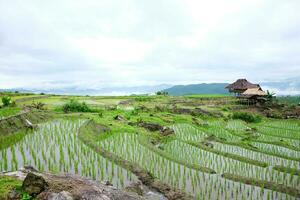 lokal- hydda och hemvistelse by på terrasserad irländare ris fält på berg i de landsbygden, Chiang Mai provins av thailand. resa i grönska tropisk regnig säsong begrepp foto