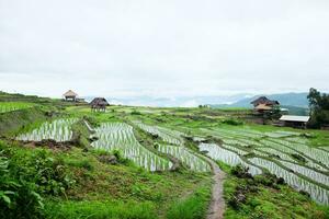 lokal- hydda och hemvistelse by på terrasserad irländare ris fält på berg i de landsbygden, Chiang Mai provins av thailand. resa i grönska tropisk regnig säsong begrepp foto