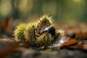 öppen kastanj skal, eller latin namn castanea sativa i de skog med höst löv. foto