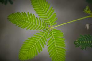 närbild skott av de blad av en mimosa pudica, också kallad känslig växt, sömnig växt, verkan växt, rör mig inte eller shameplant foto