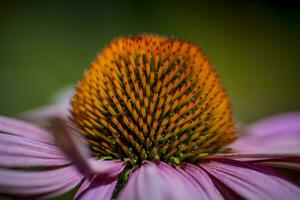 blomma huvud av en echinacea purpurea, de östra lila coneflower eller också kallad igelkott coneflower foto