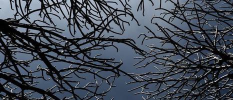 bannerbild av torr gren av träd utan löv under humörfylld himmel. vy nedifrån foto