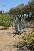 kaktus växer på ön Rhodos i Grekland foto