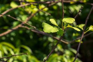 gingko träd eller gingko biloba eller gingko med ljus grön ny löv. foto