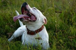 vit grop tjur terrier i natur. glad hund. foto