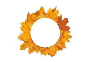 höst fallna löv och rönn med runda kopia utrymme isolerat på vitt foto