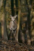 porträtt av röd rådjur i Zoo foto